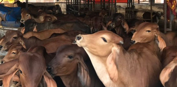 Cow Protection