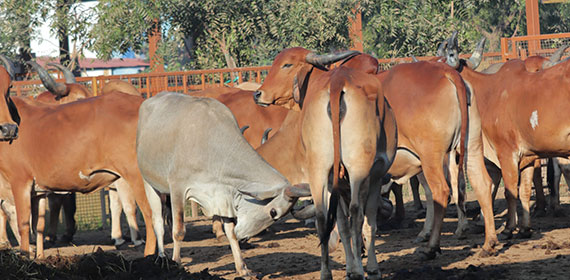 Cow Feeding